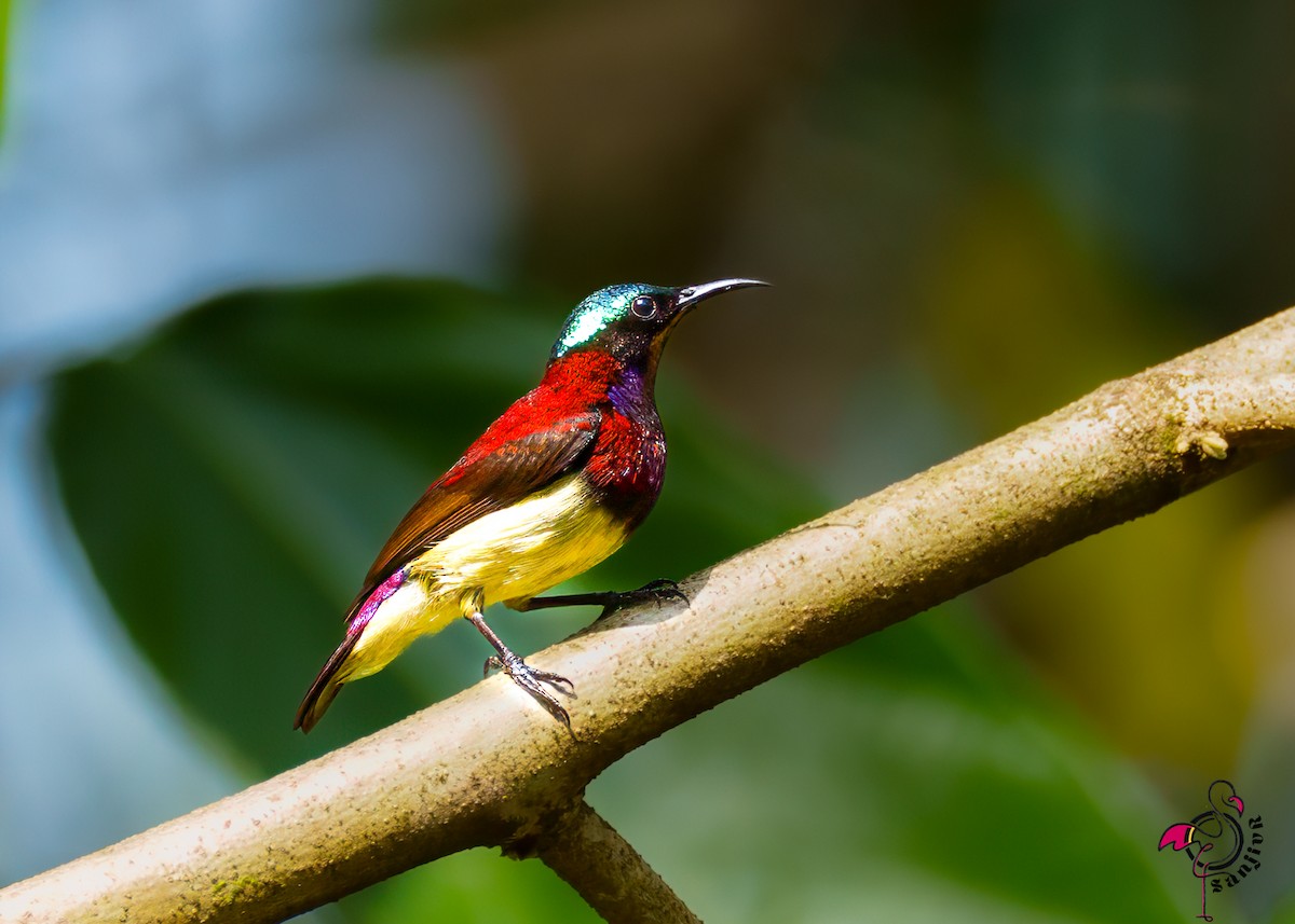 Crimson-backed Sunbird - ML646502666