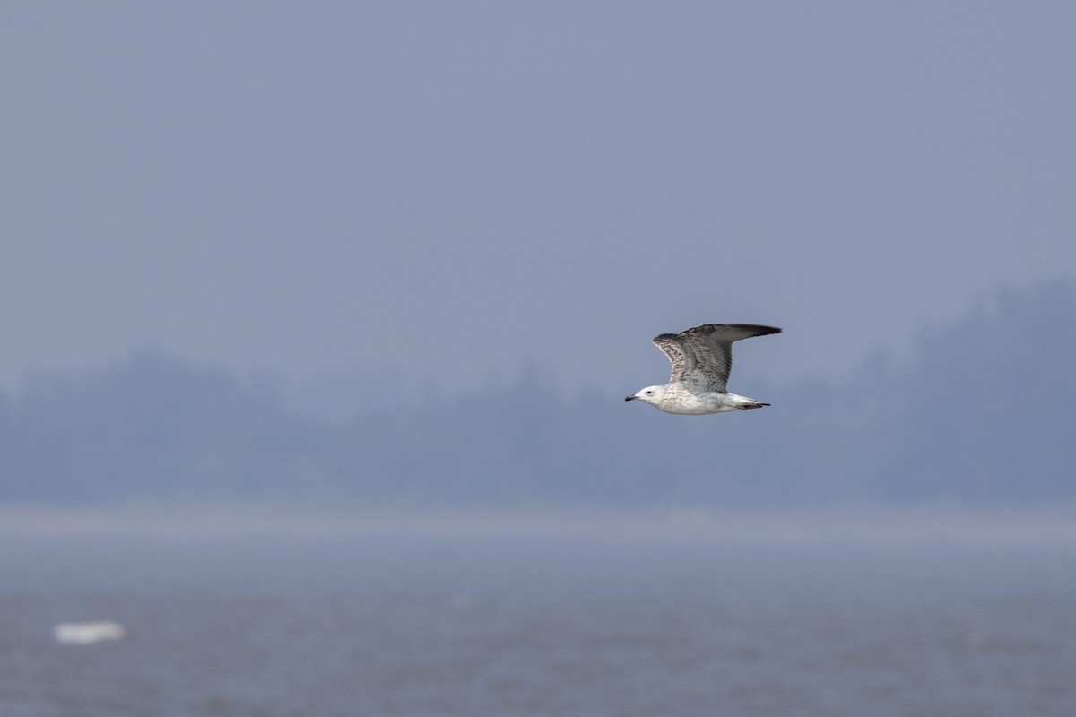 Клуша - ML646502670