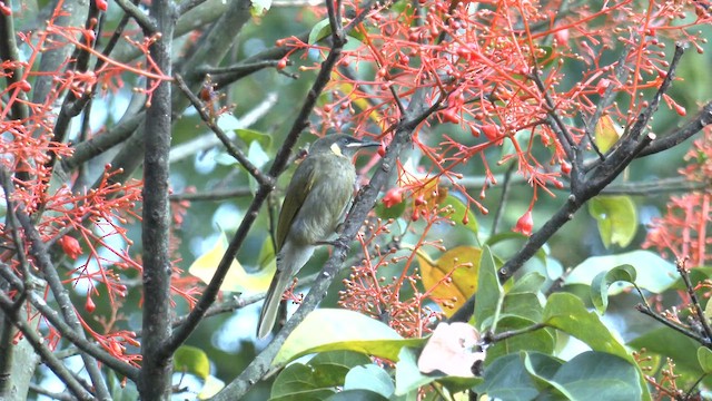Lewin's Honeyeater - ML646502674