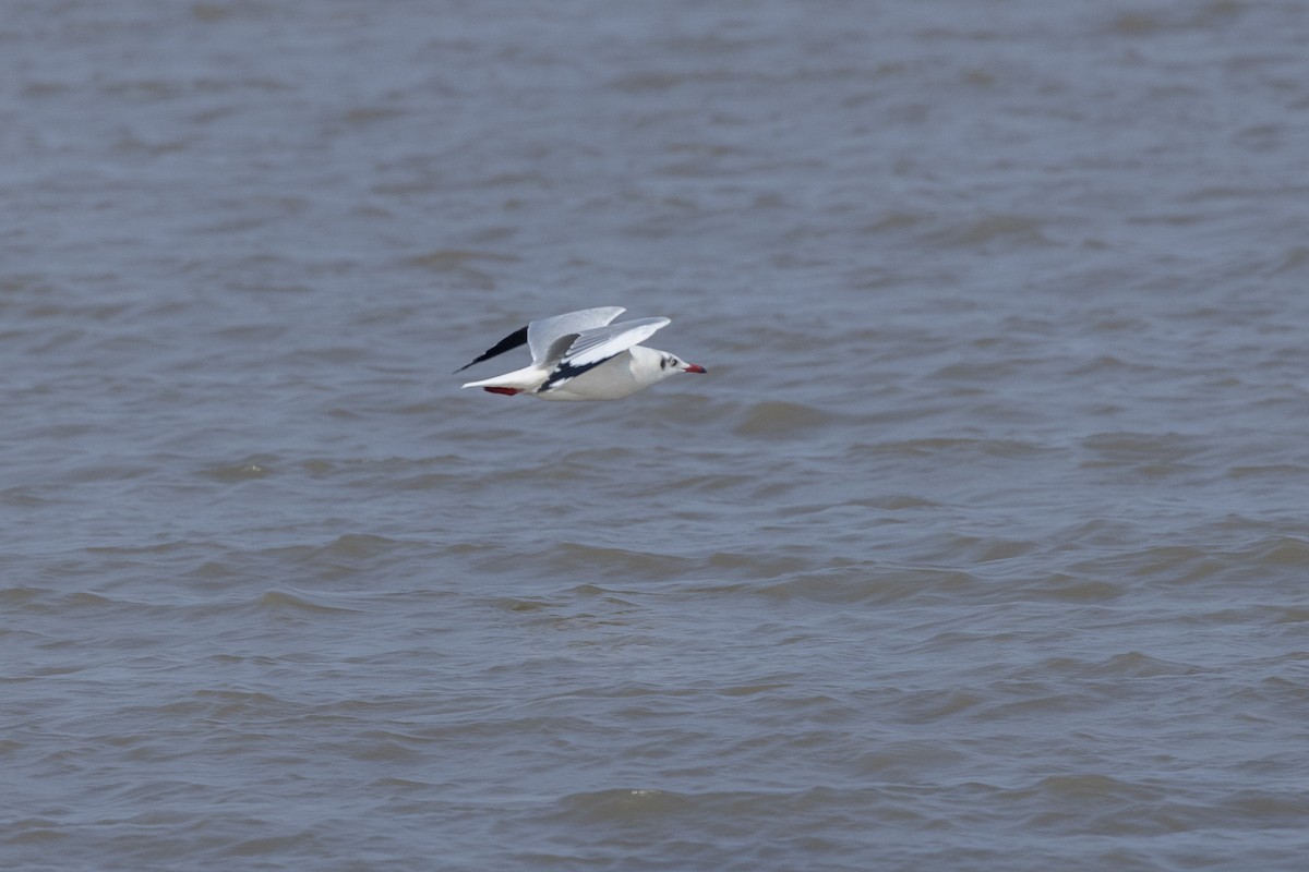 Hint Martısı - ML646502676