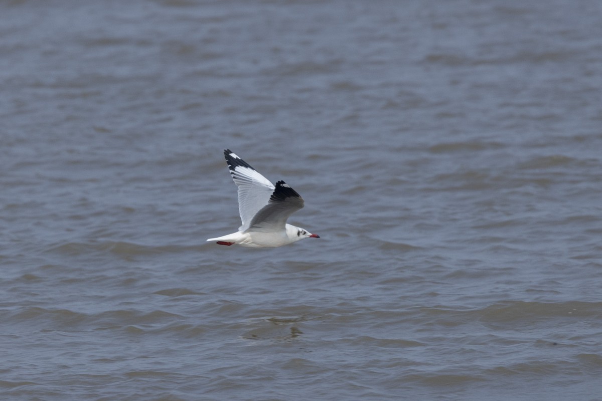 Буроголовая чайка - ML646502677