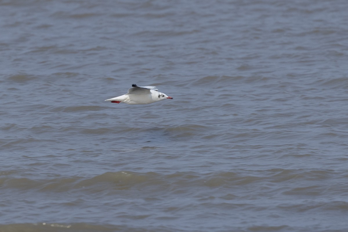 Буроголовая чайка - ML646502679