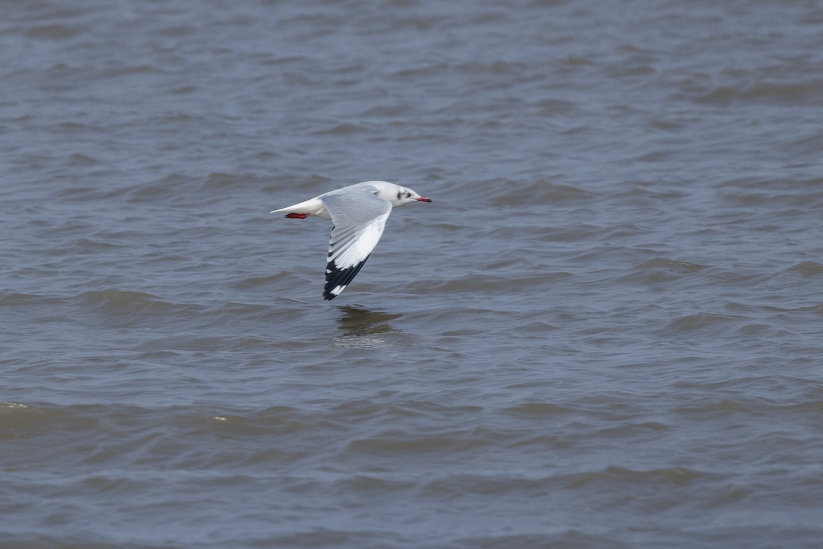 Буроголовая чайка - ML646502680