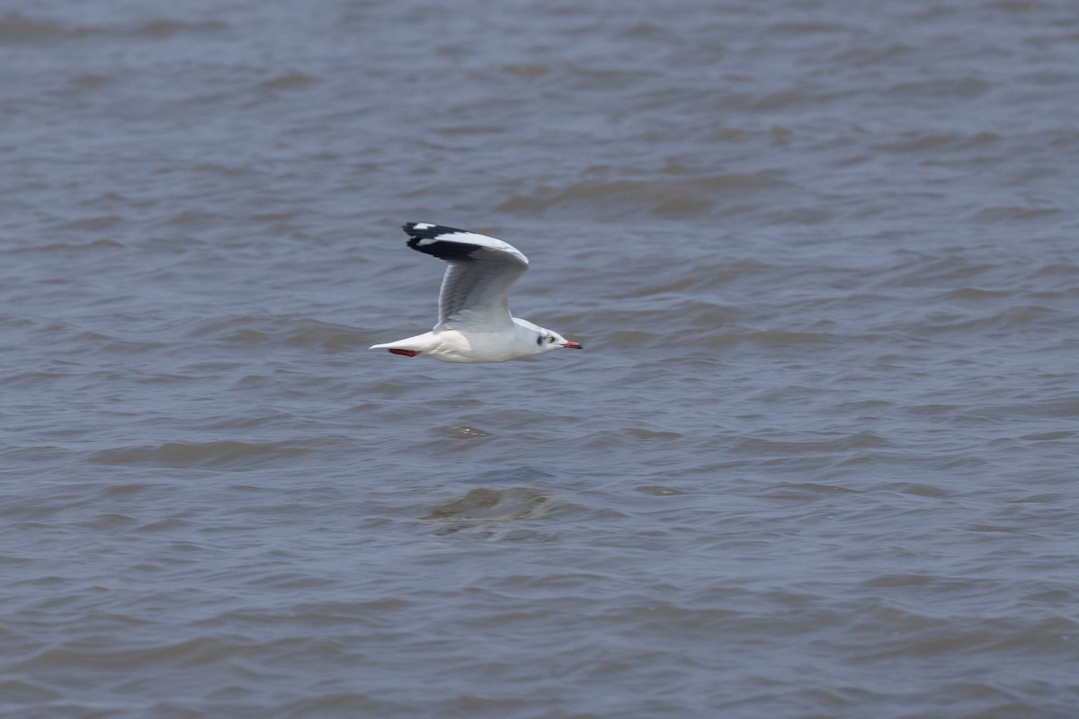 Буроголовая чайка - ML646502681