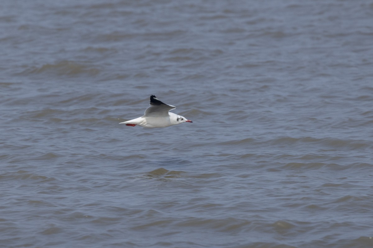 Буроголовая чайка - ML646502682