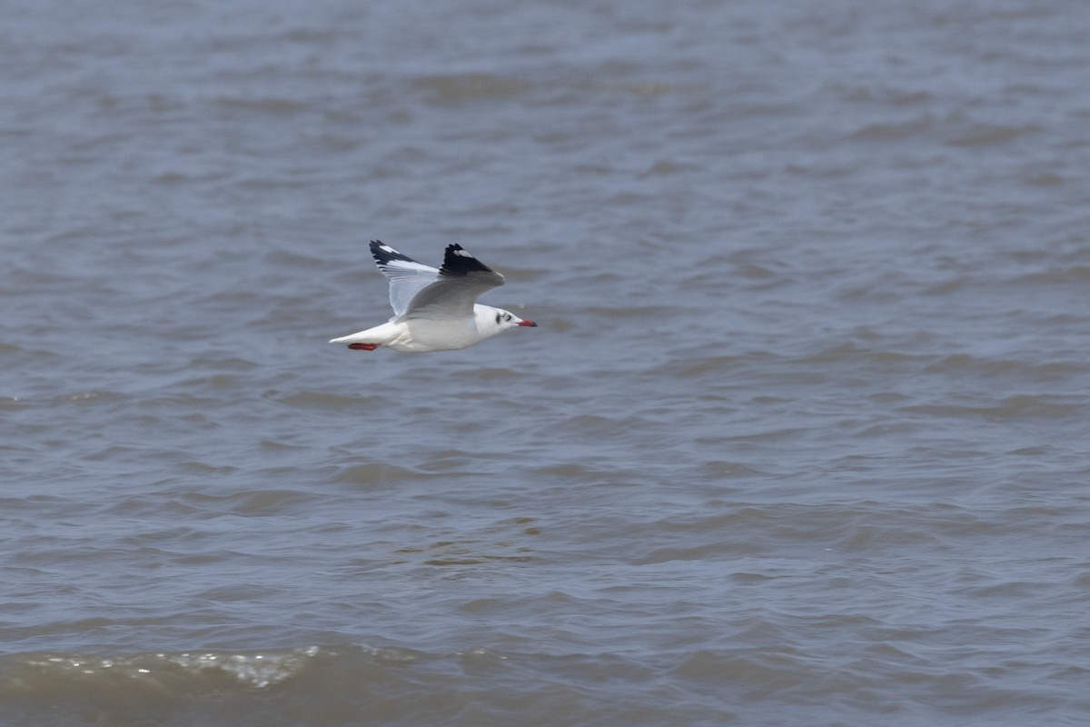 Буроголовая чайка - ML646502683