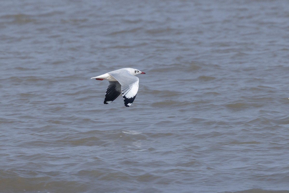 Буроголовая чайка - ML646502684