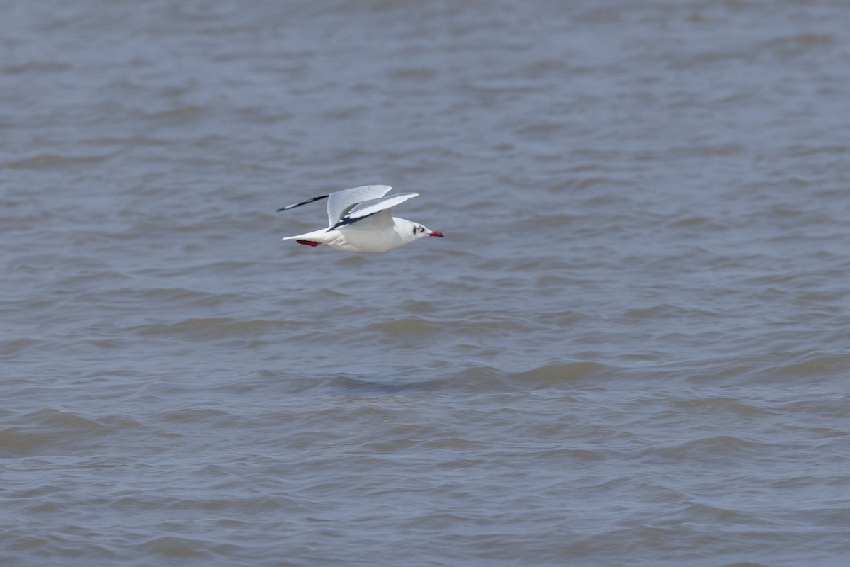 Буроголовая чайка - ML646502685