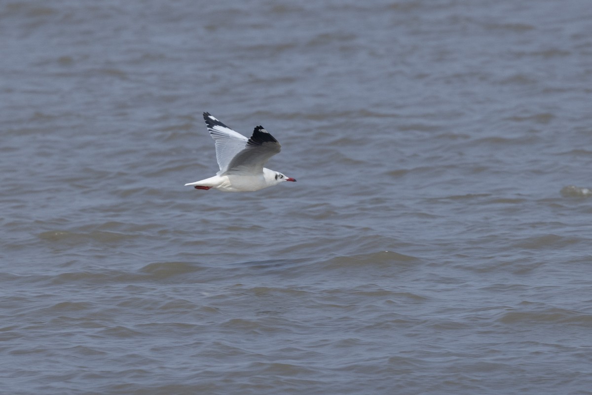 Буроголовая чайка - ML646502686