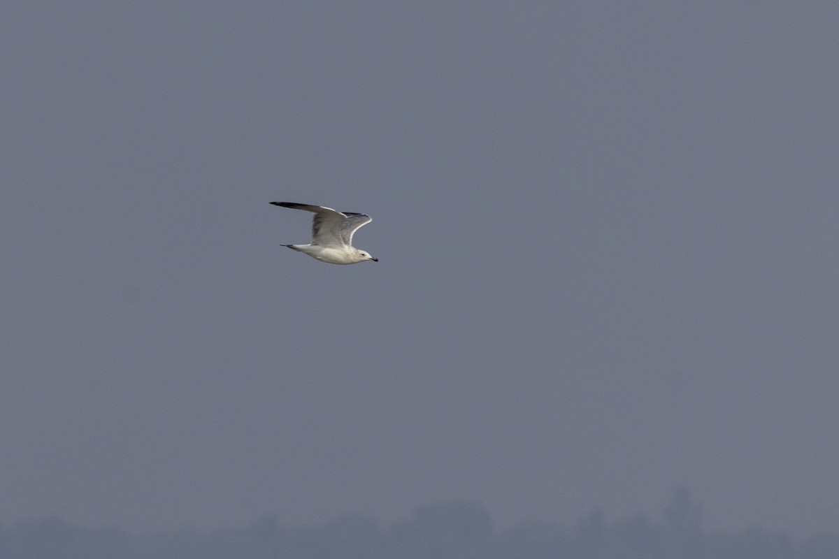 Клуша - ML646502692