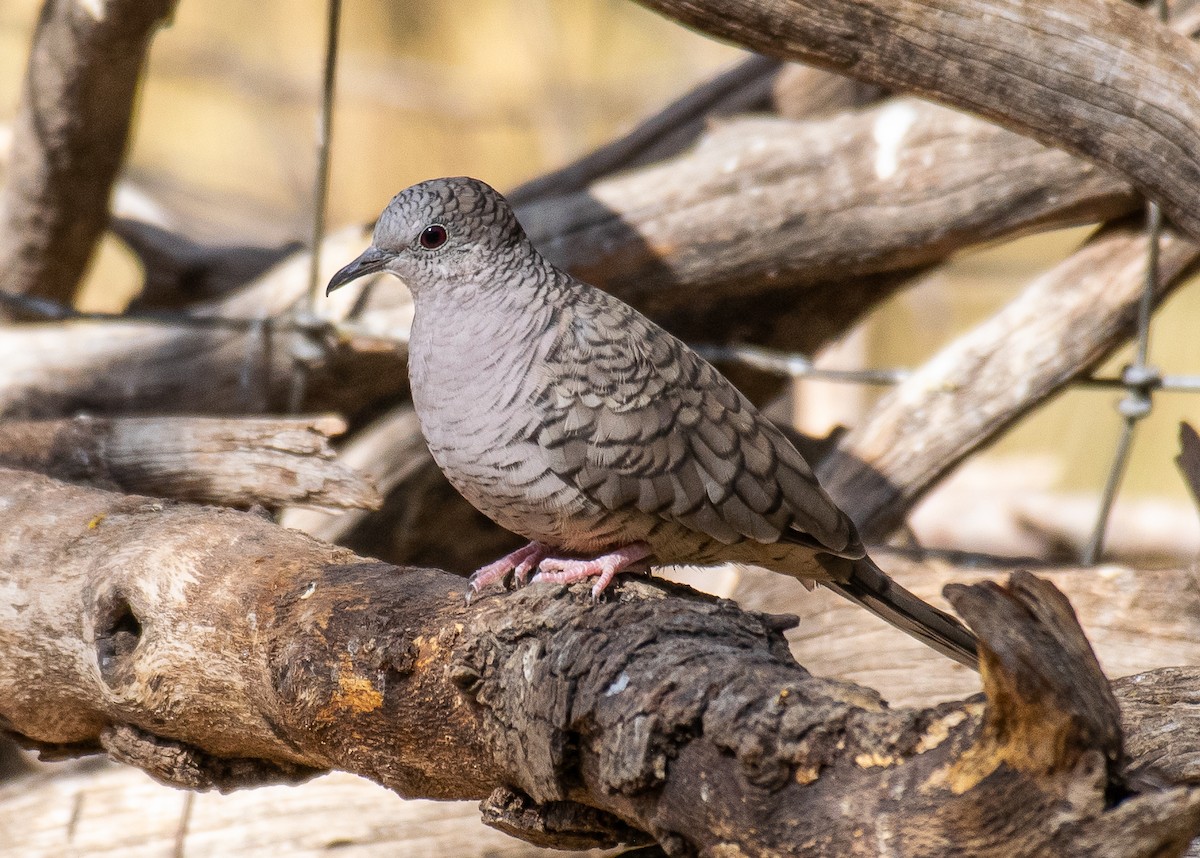 Inca Dove - ML646502693