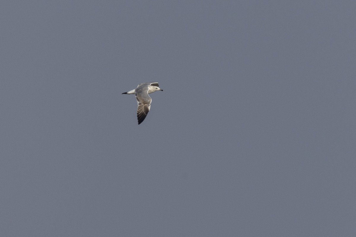 Клуша - ML646502694