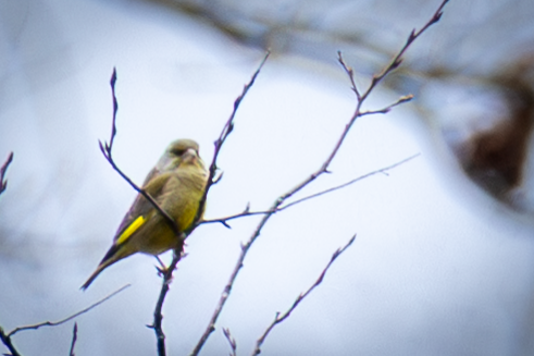 European Greenfinch - ML646502696