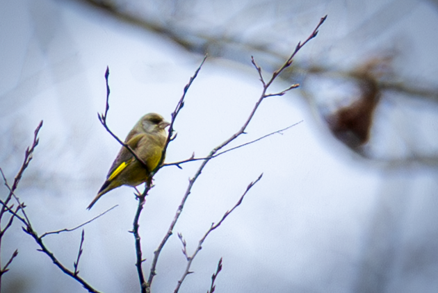 European Greenfinch - ML646502697