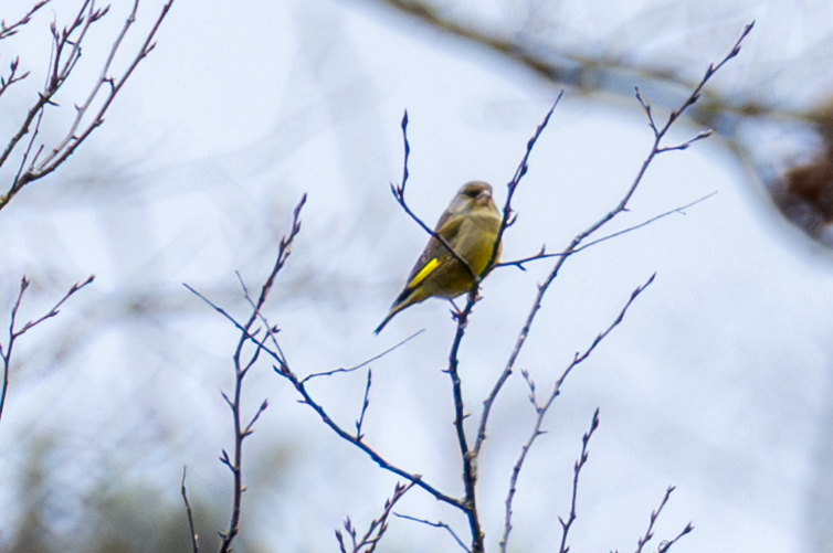 European Greenfinch - ML646502698
