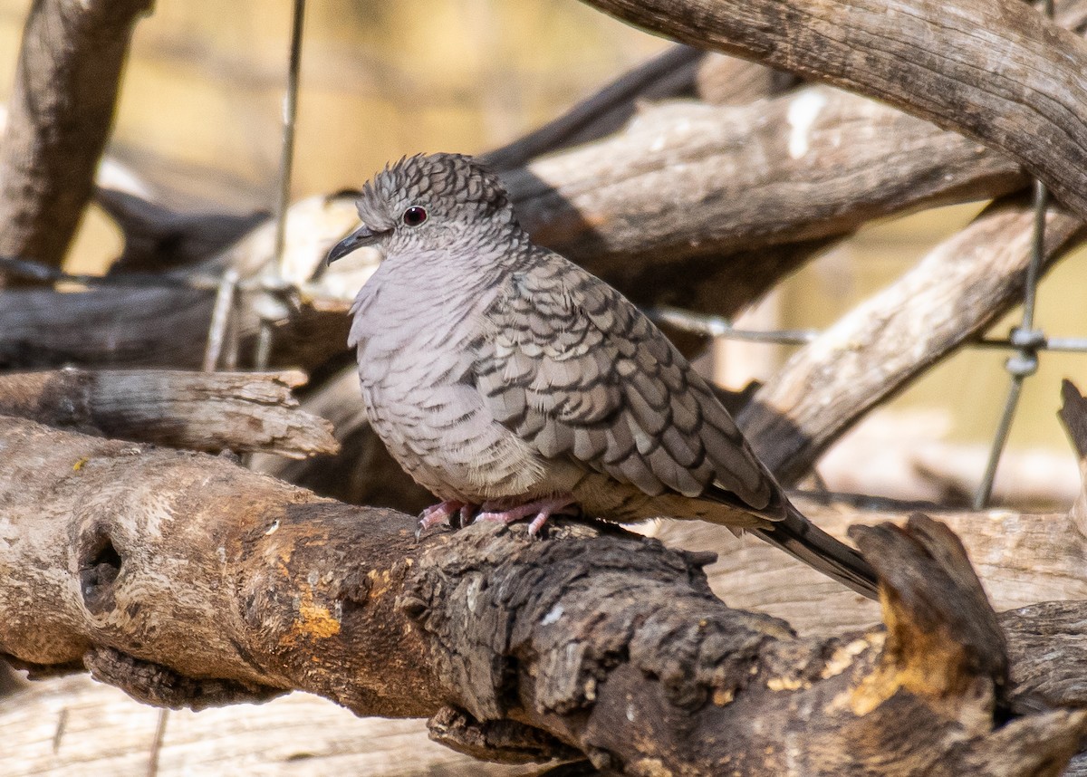 Inca Dove - ML646502699