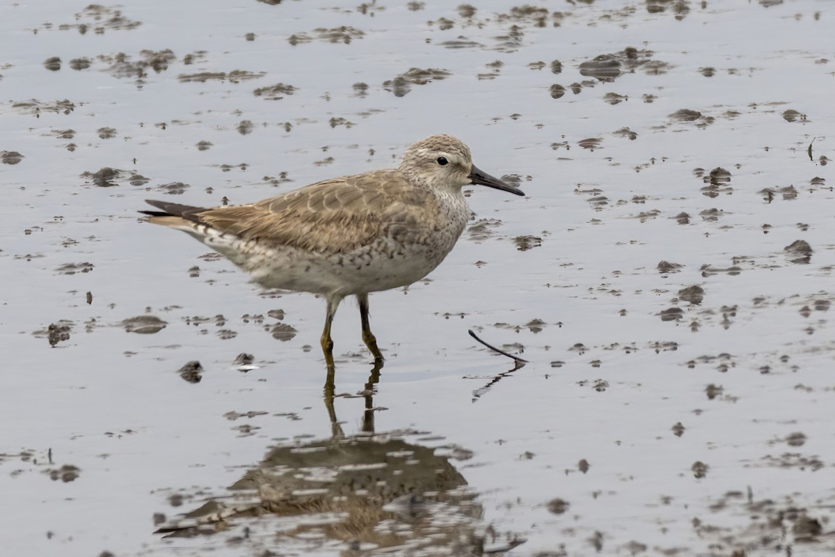 Исландский песочник - ML646502705