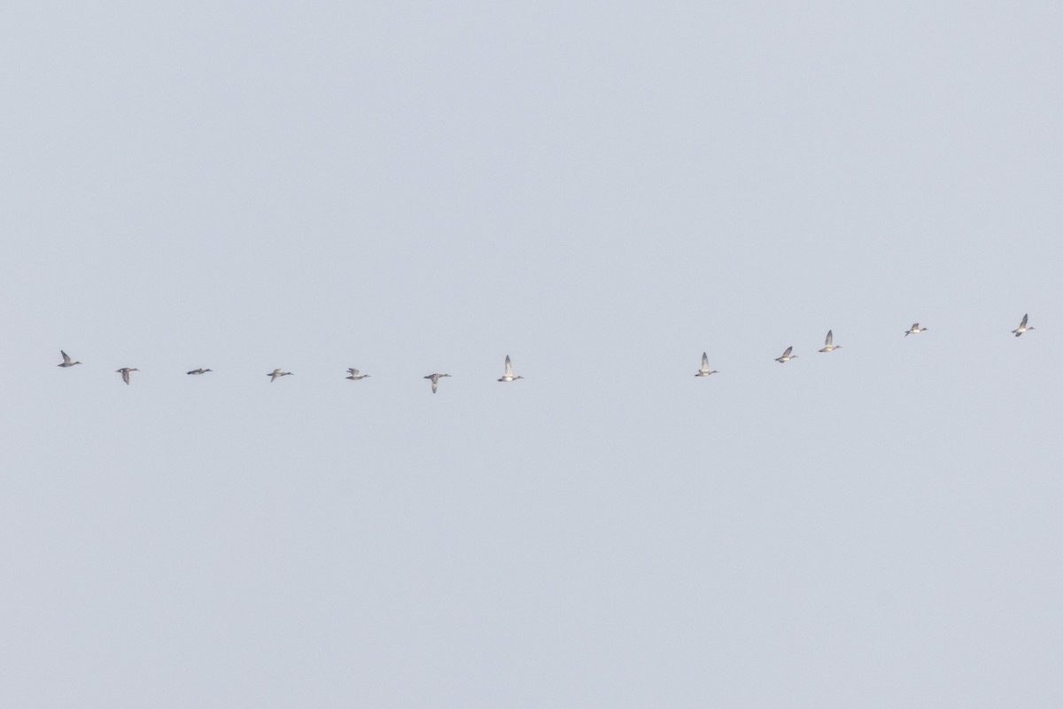 Серая утка - ML646502706