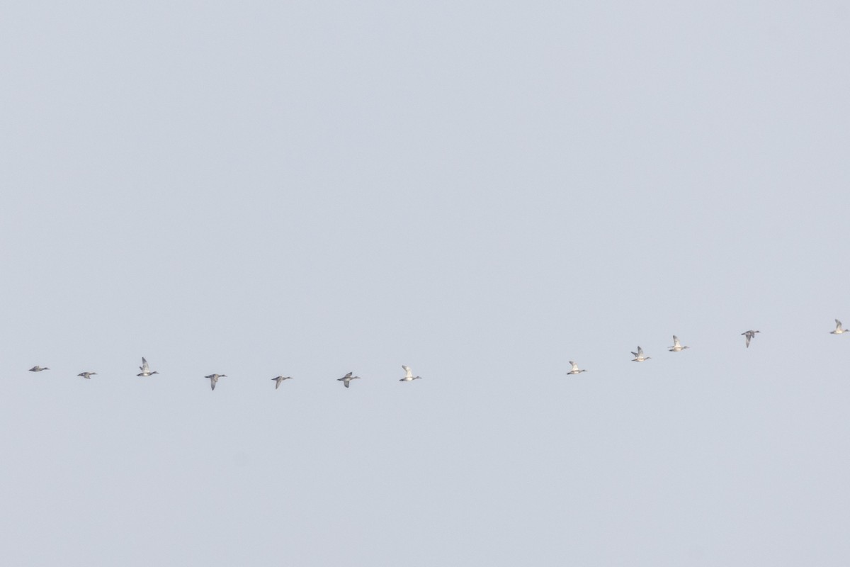 Серая утка - ML646502707