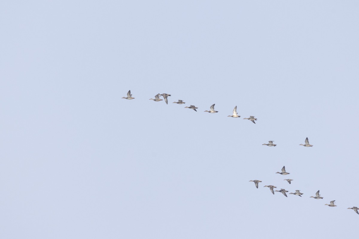 Серая утка - ML646502708