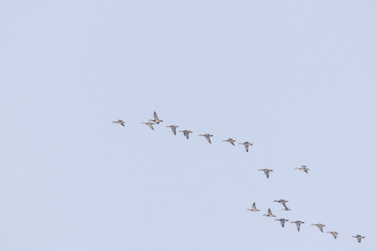 Серая утка - ML646502709