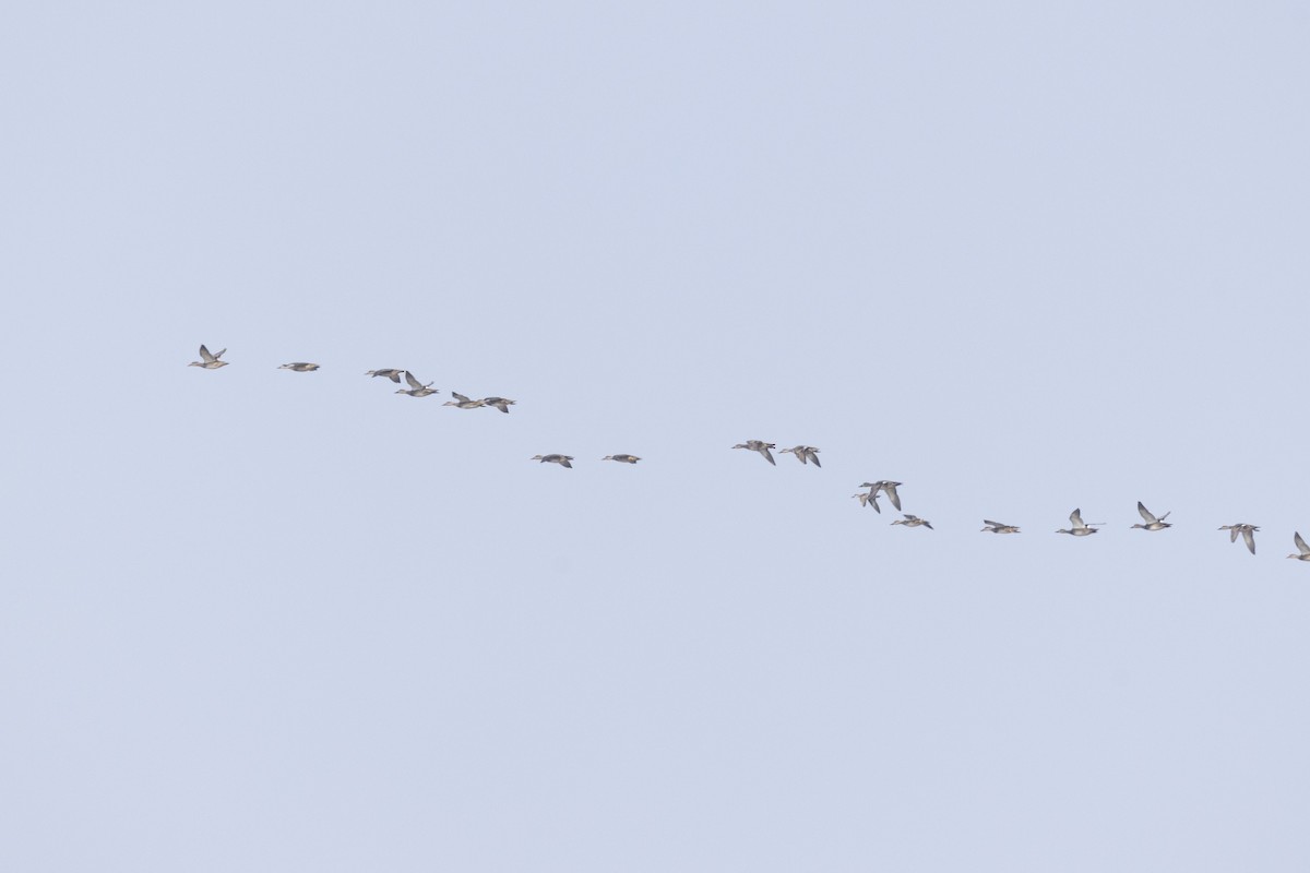 Серая утка - ML646502710