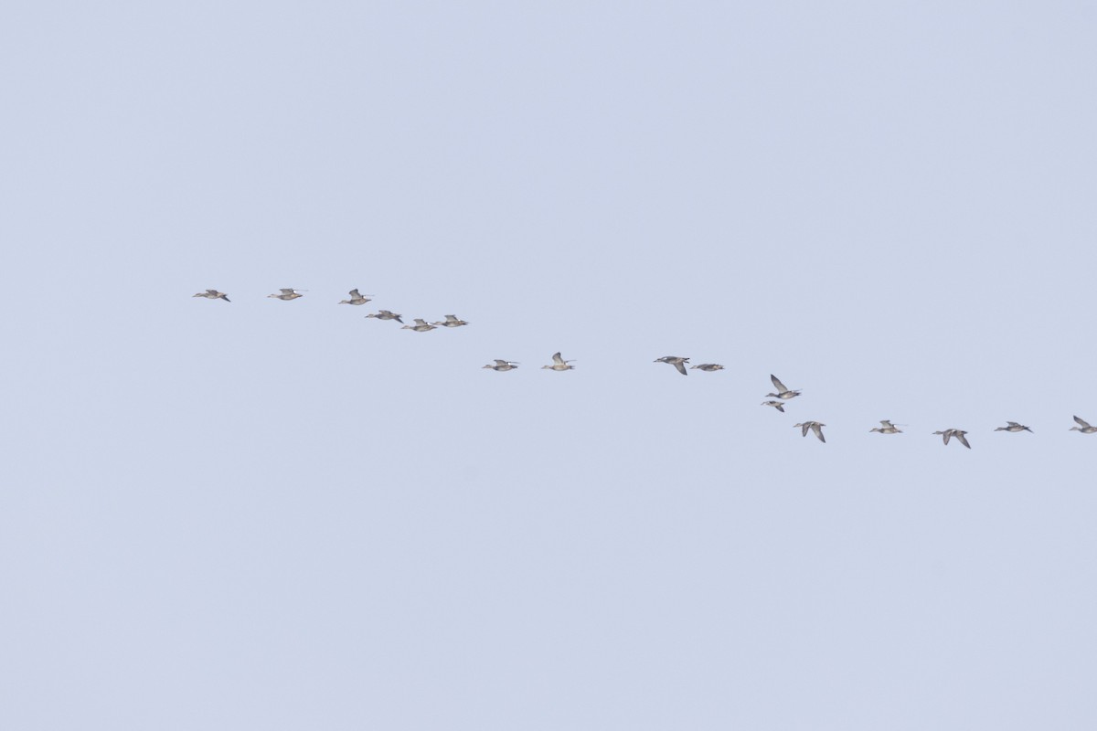 Серая утка - ML646502711