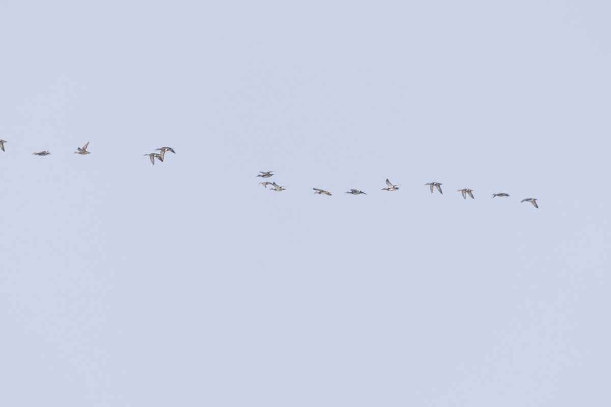 Серая утка - ML646502712