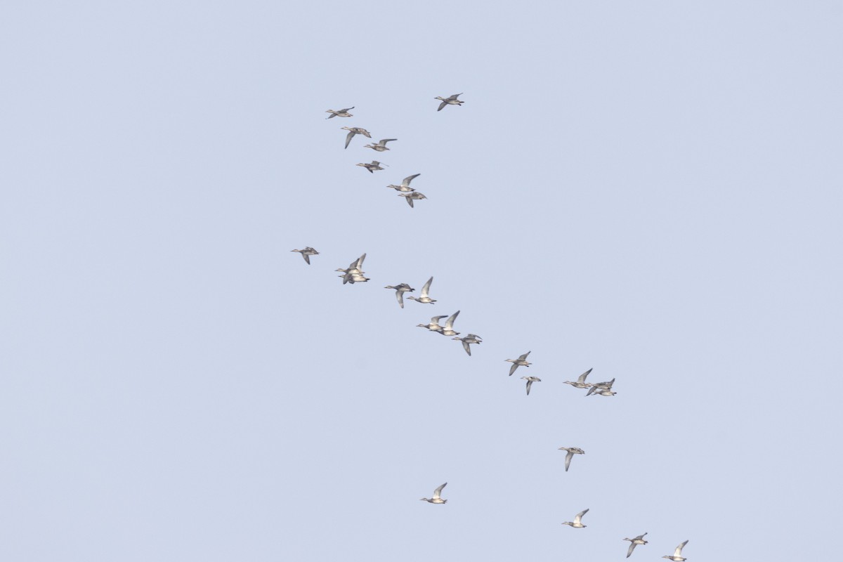 Серая утка - ML646502713