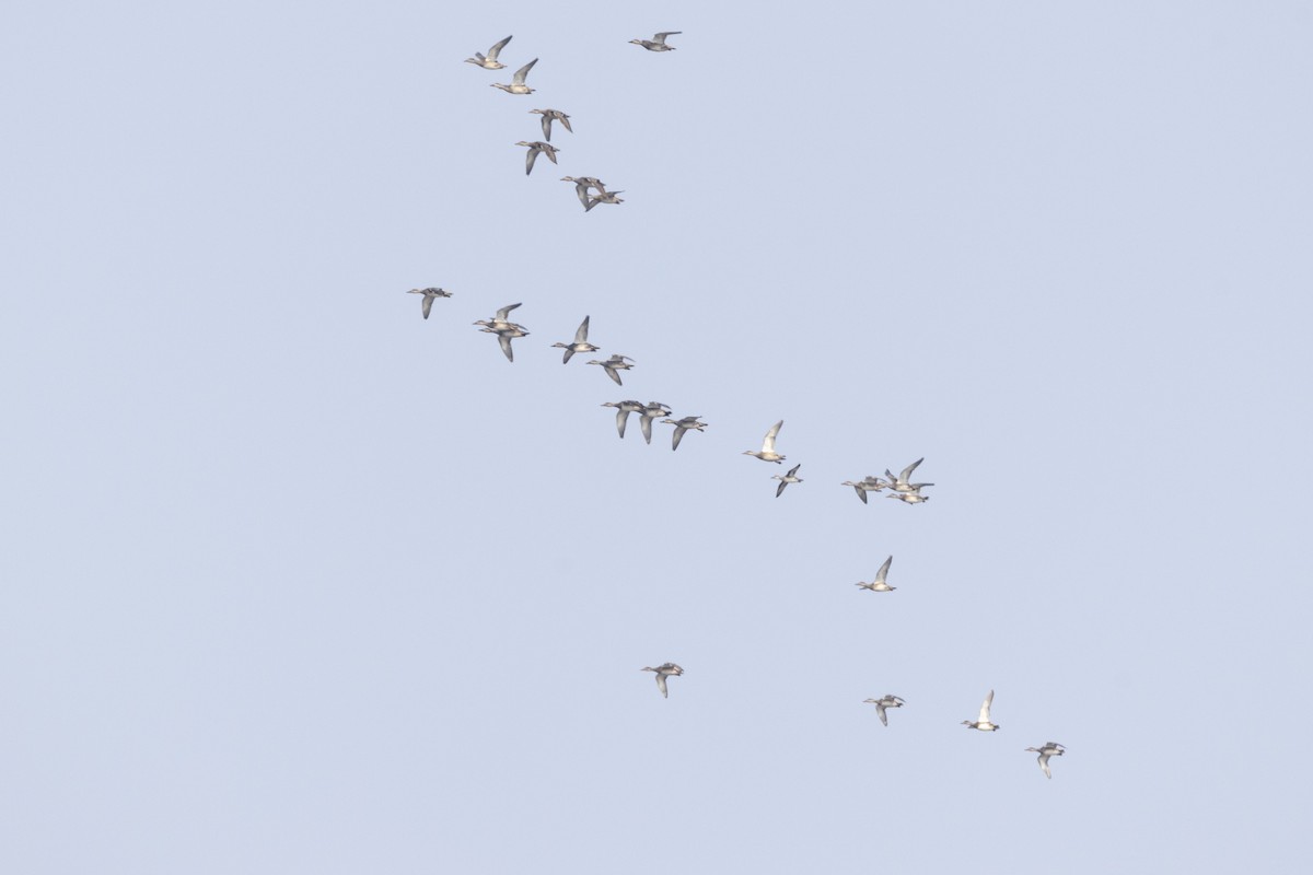 Серая утка - ML646502714