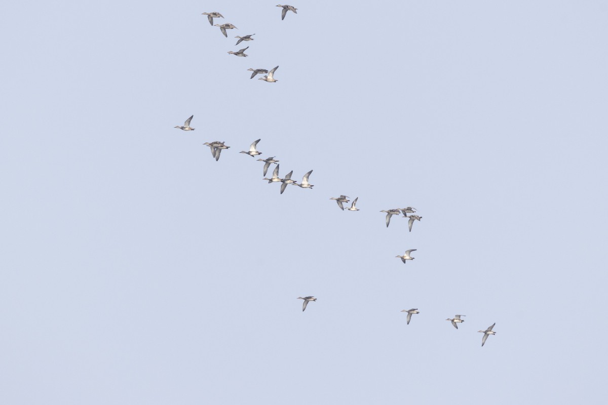 Серая утка - ML646502715