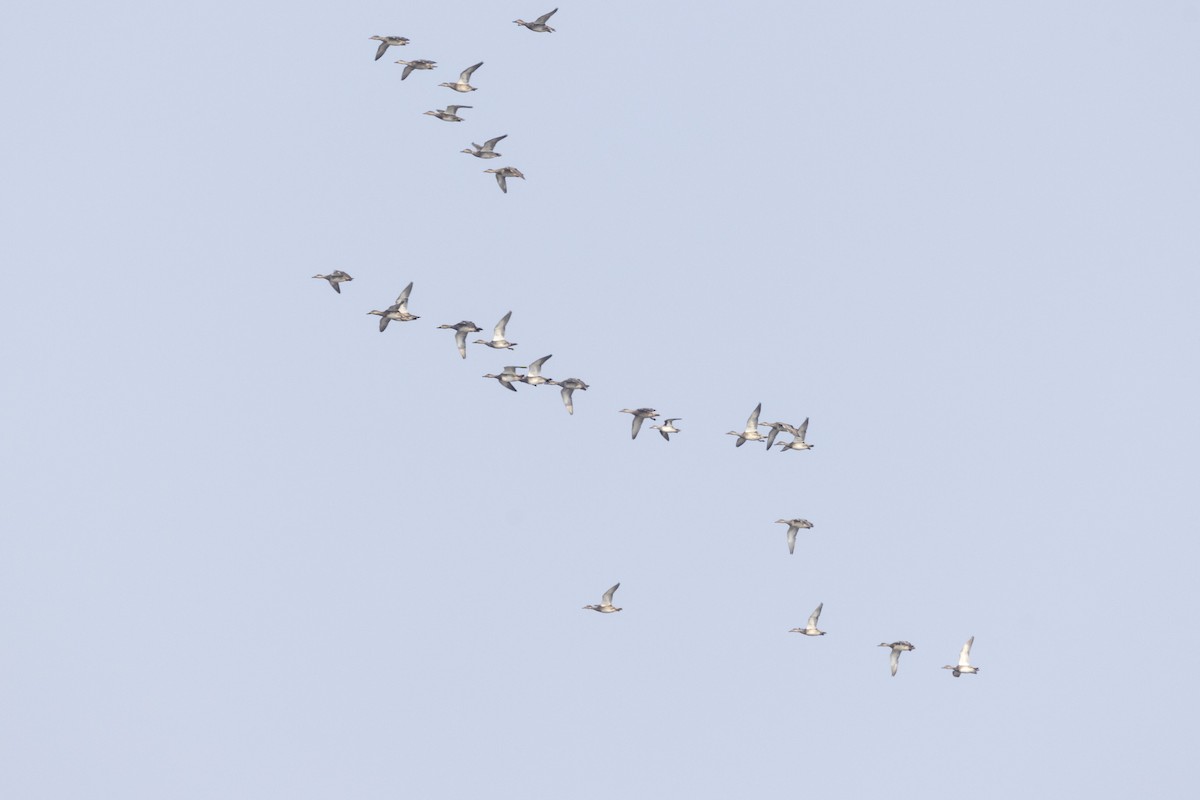 Серая утка - ML646502716