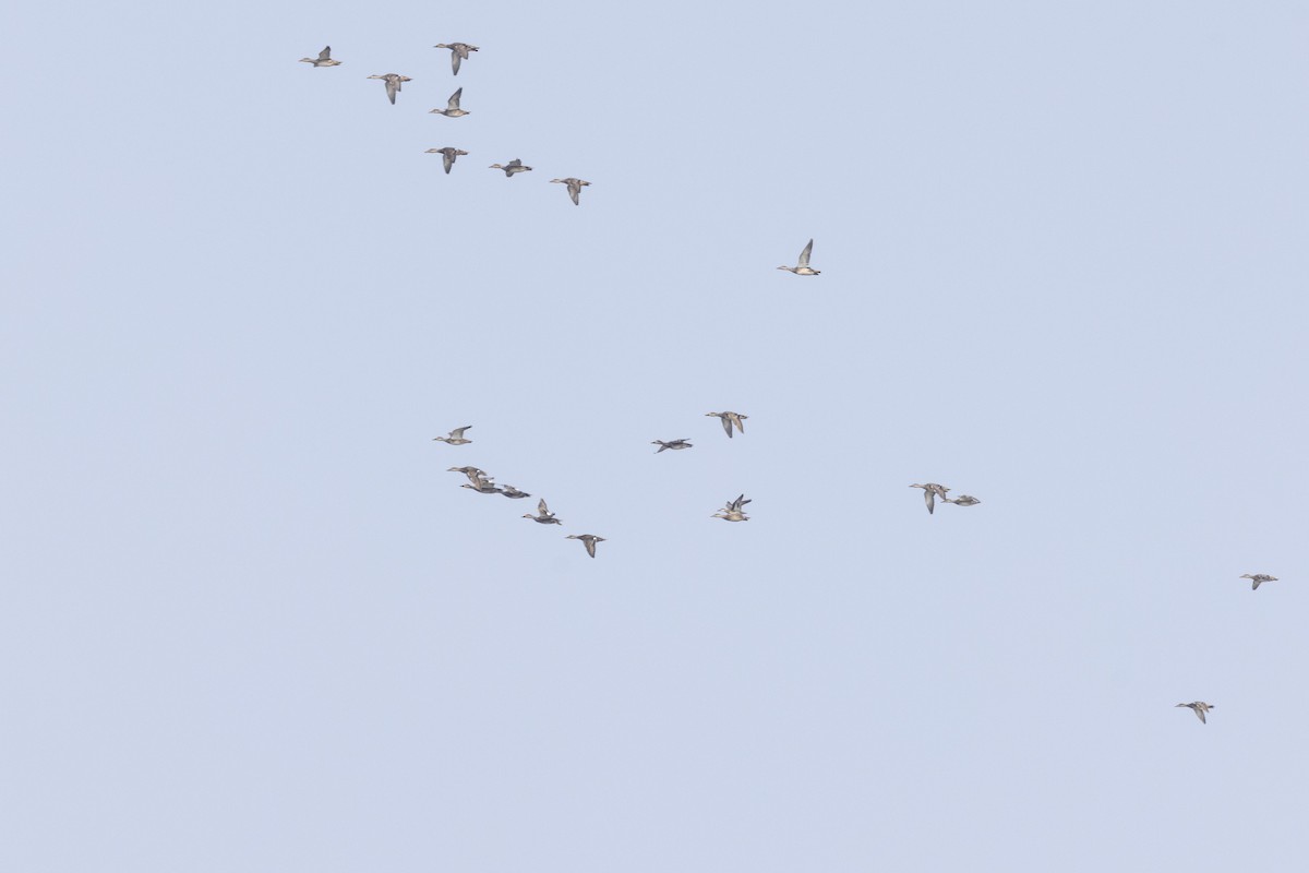 Серая утка - ML646502717