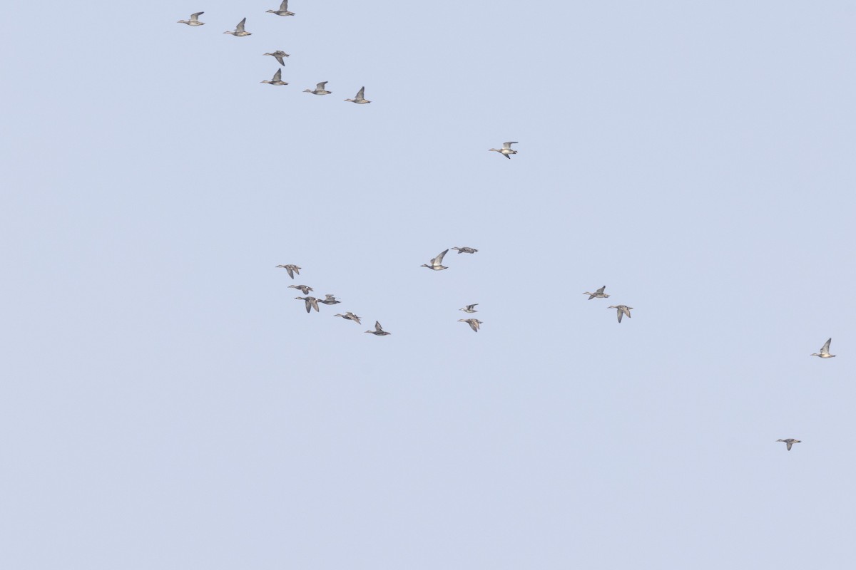 Серая утка - ML646502718