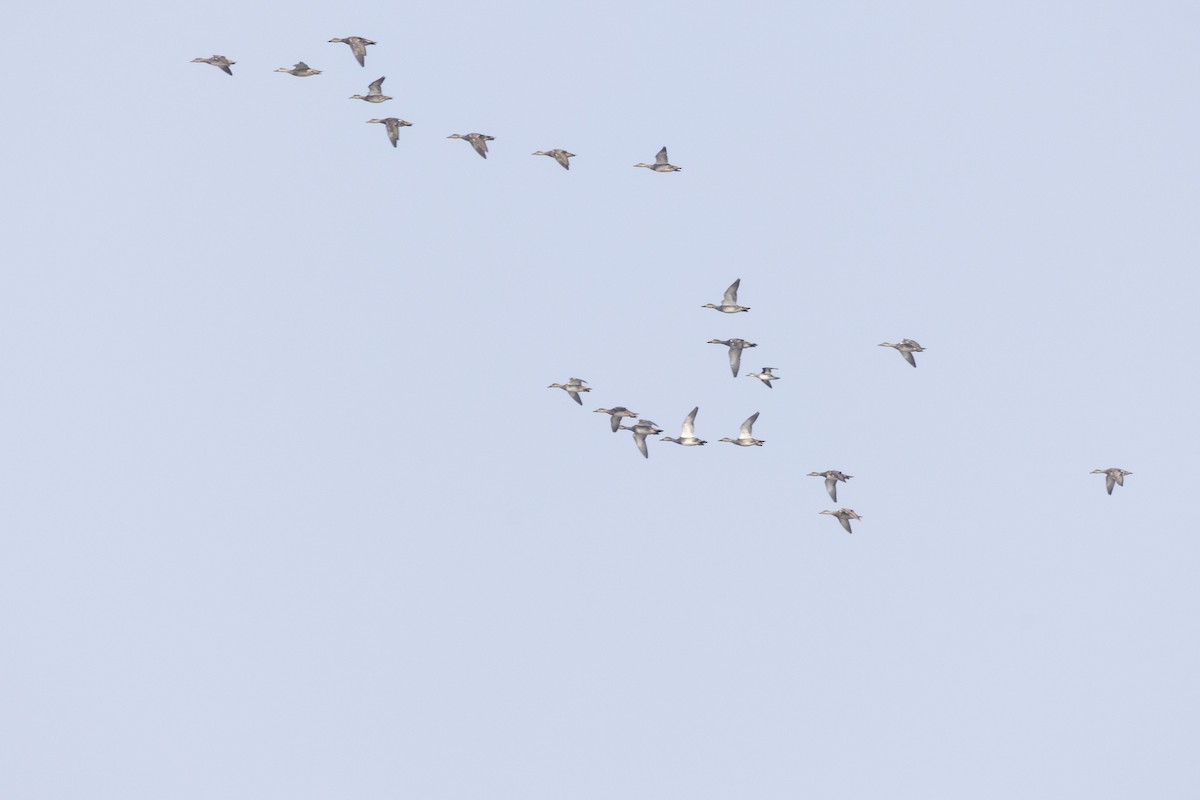 Серая утка - ML646502719