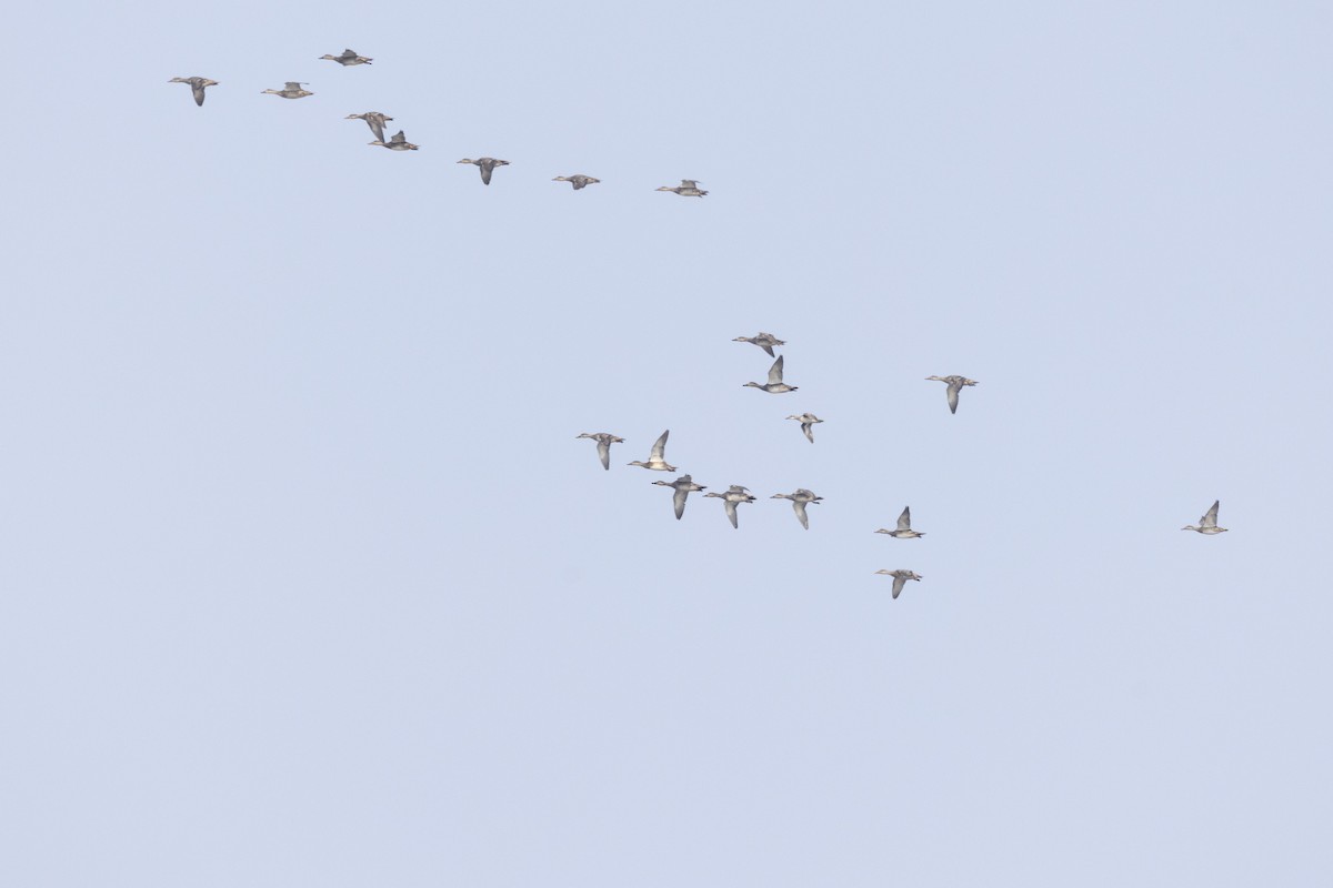 Серая утка - ML646502720