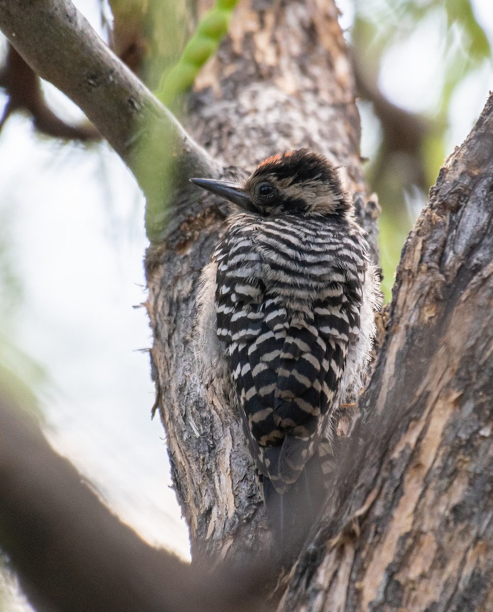 Ladder-backed Woodpecker - ML646502723