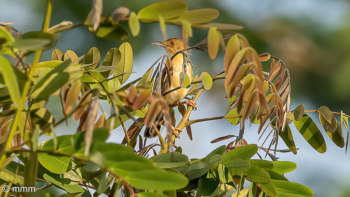 Red-faced Cisticola - ML646502730