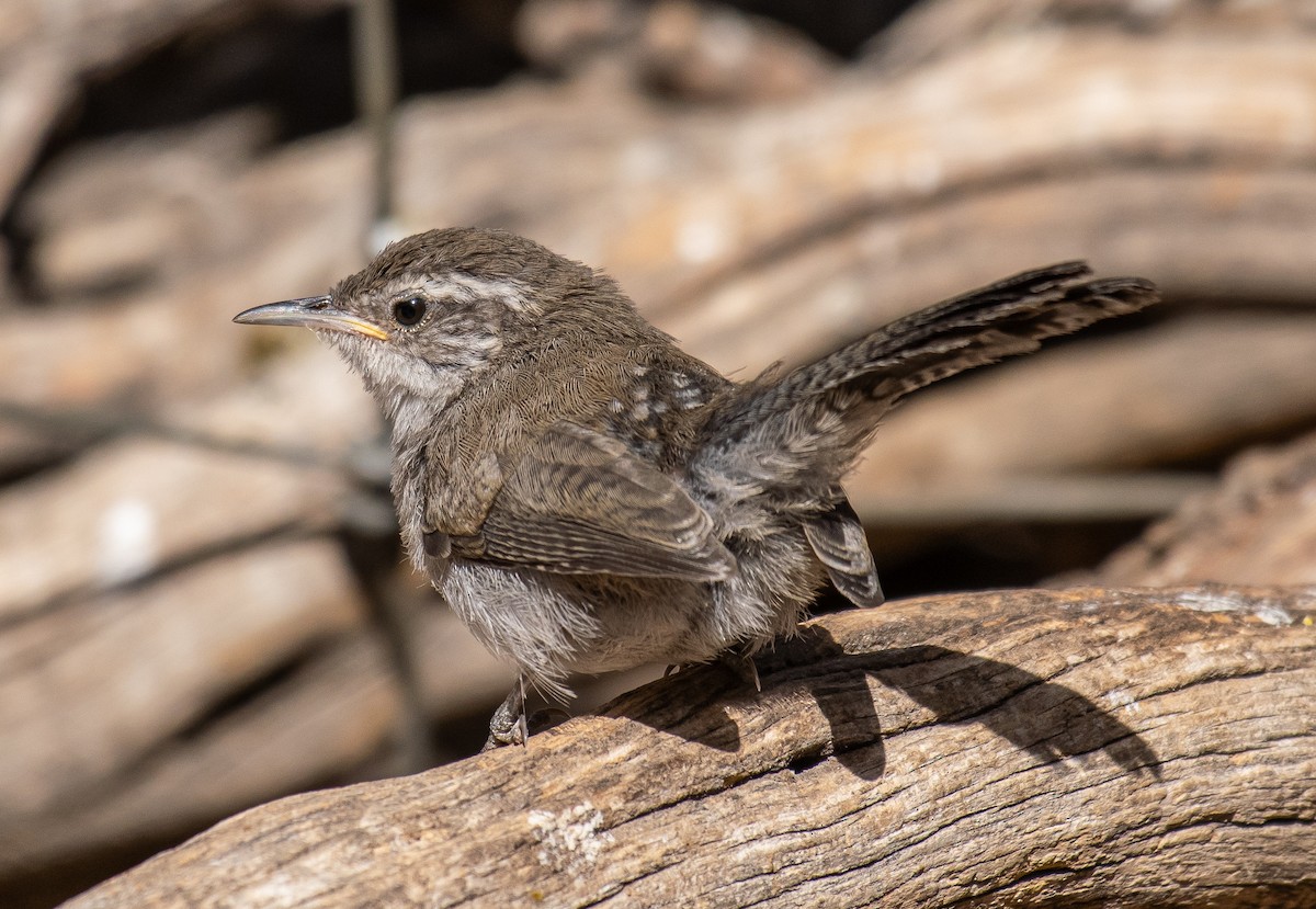 Bewick's Wren - ML646502732