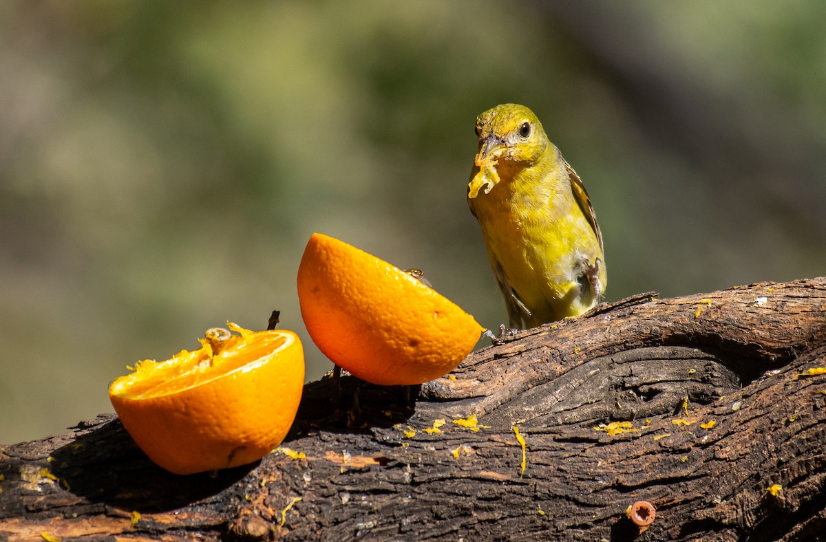 Western Tanager - ML646502737