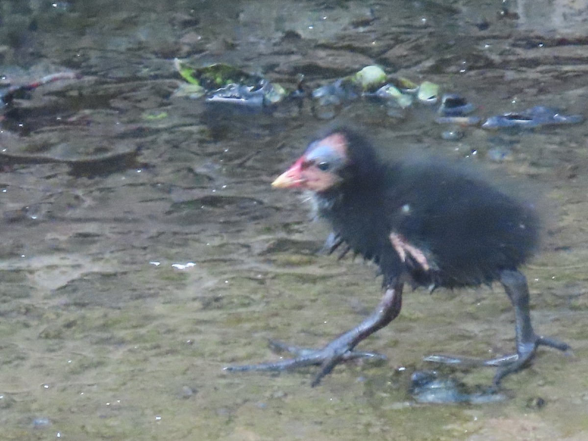 Eurasian Moorhen - ML646502739