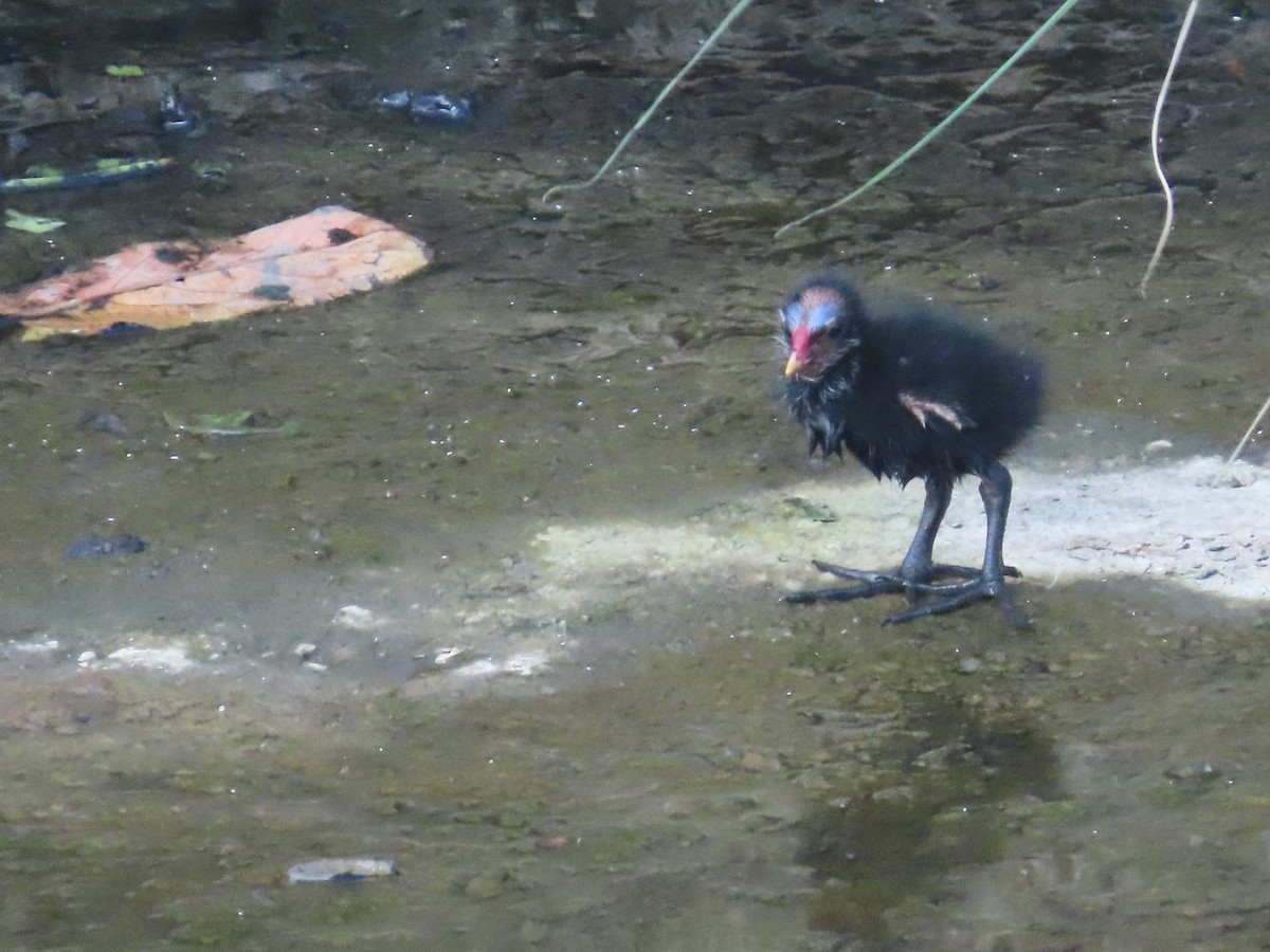 Eurasian Moorhen - ML646502740