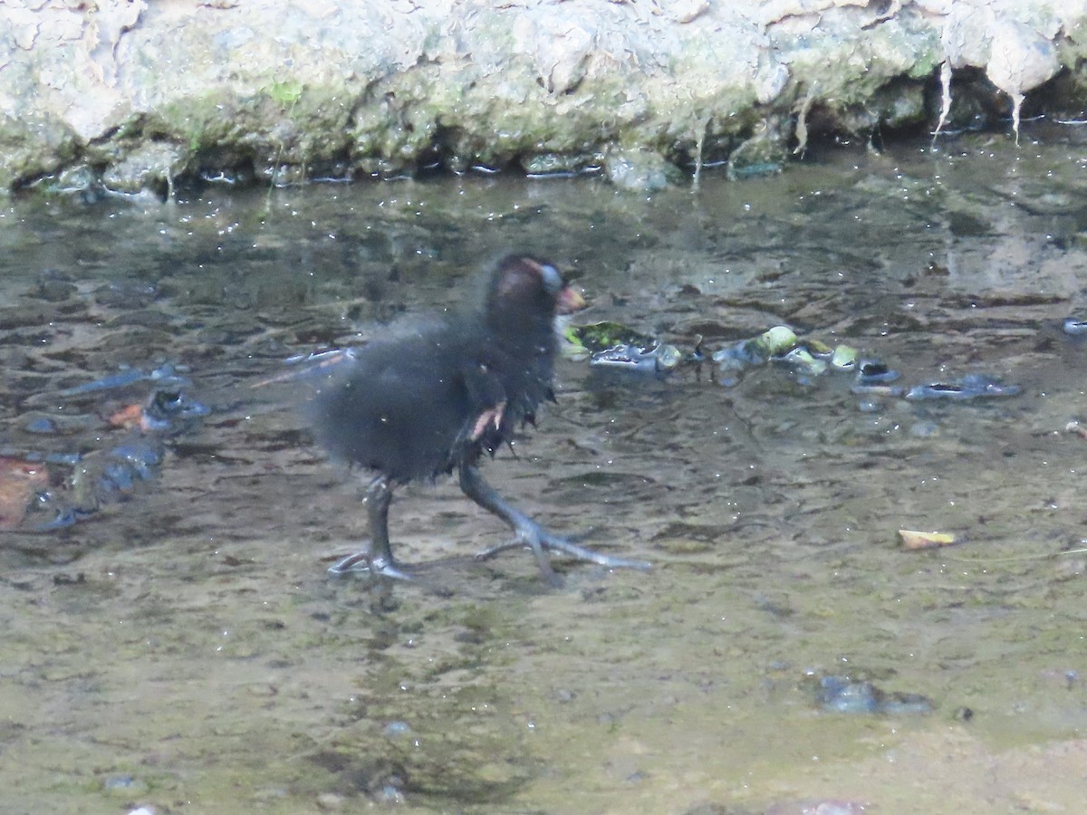 Eurasian Moorhen - ML646502741