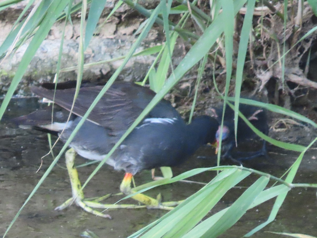 Eurasian Moorhen - ML646502742
