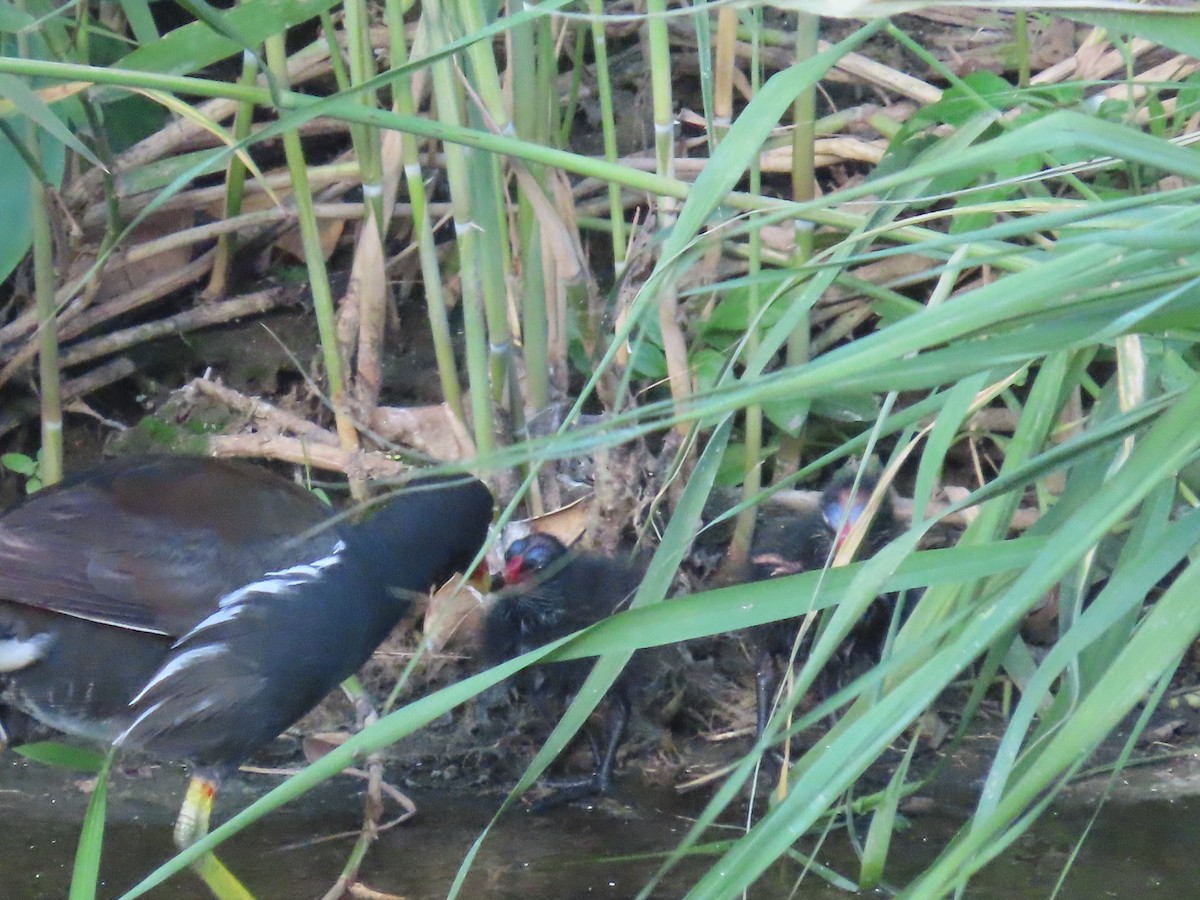 Eurasian Moorhen - ML646502743