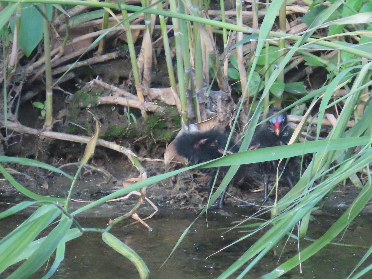 Eurasian Moorhen - ML646502744