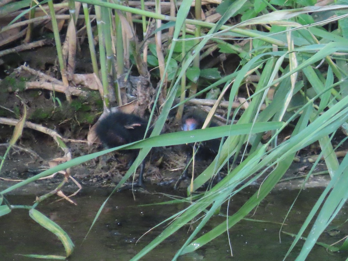 Eurasian Moorhen - ML646502745