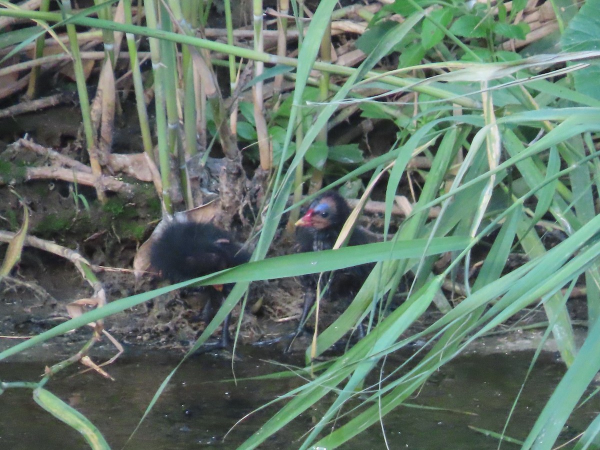 Eurasian Moorhen - ML646502746