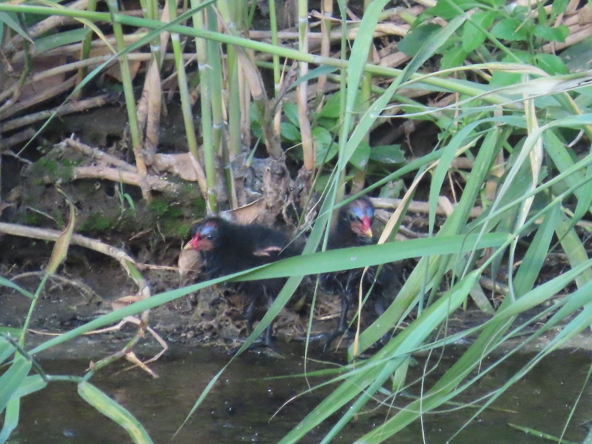 Eurasian Moorhen - ML646502747
