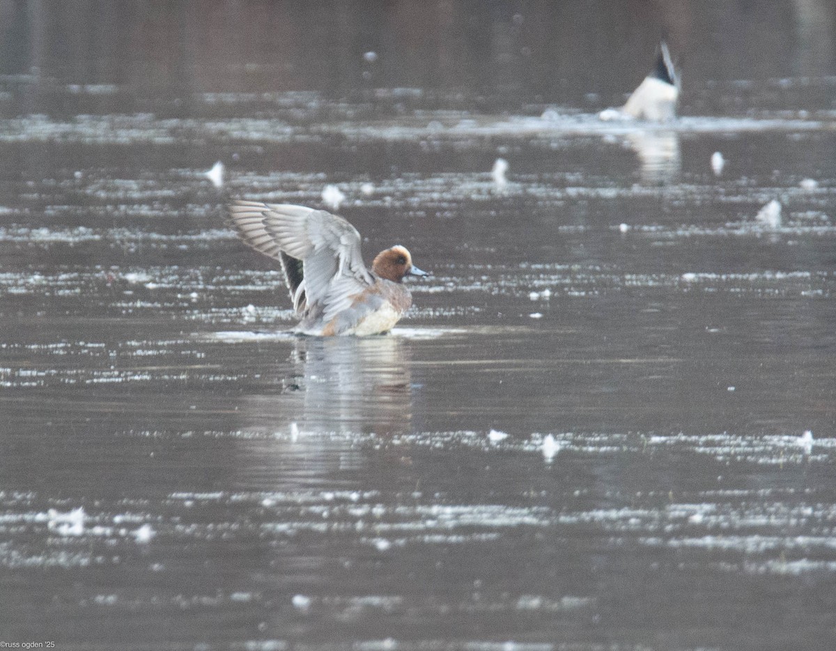 Eurasian Wigeon - ML646502748